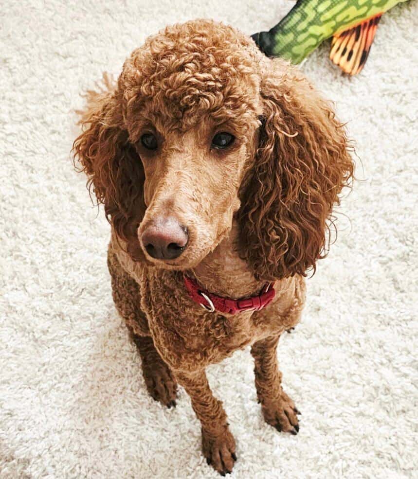 Kleinpudel Emmy als erwachsener Hund, apricot