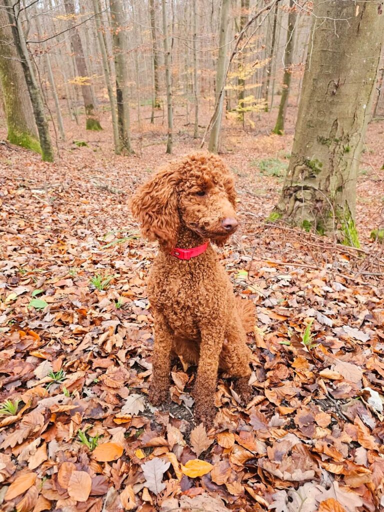 Erwachsener Kleinpudel im herbstlichen Wald