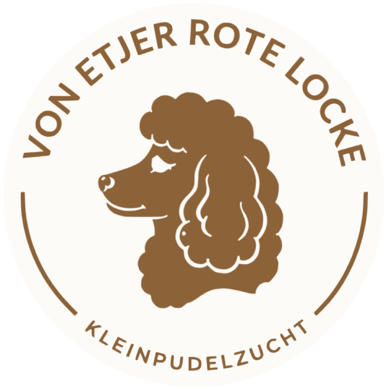 kleinpudel-rote-locke.de